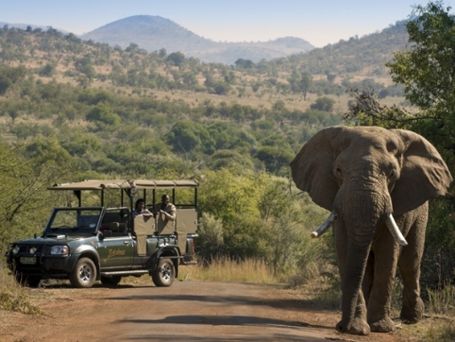 An elephant walking past an open game-drive vehicle on a dirt road.